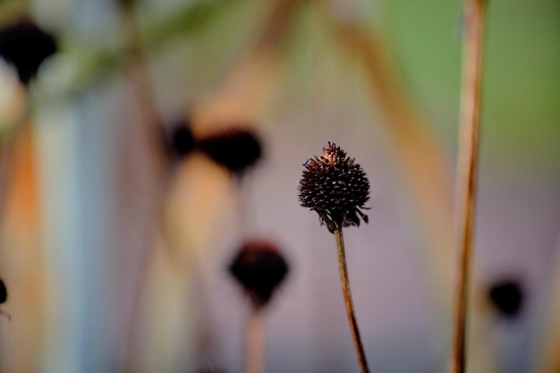 花の頭