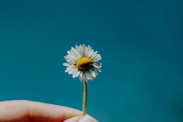 Flower head