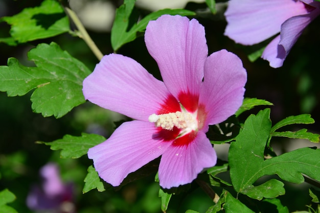 Flower of hibiscus