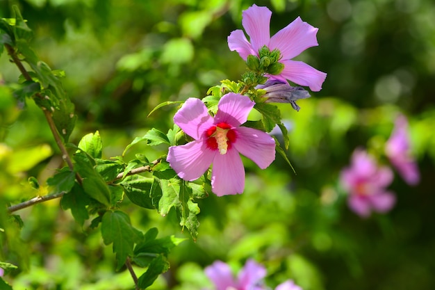 Flower of hibiscus