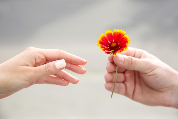 Flower and human hands on blurred background