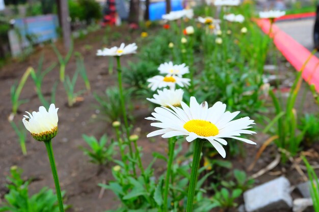 Flower at Indonesia