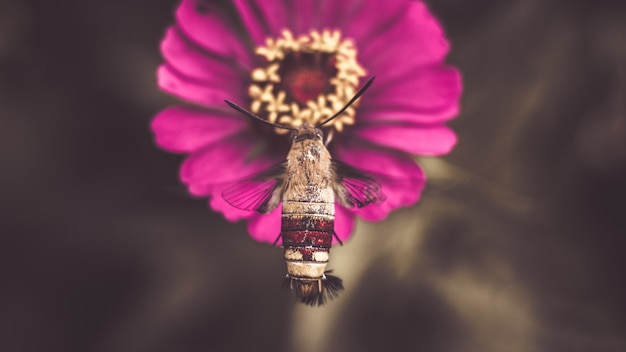 Flower insect