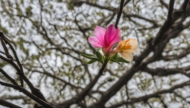 a flower is on a branch with a pink flower