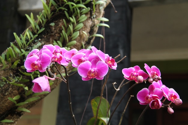 the flower is called orchid (Phalaenopsis amabilis), in the garden