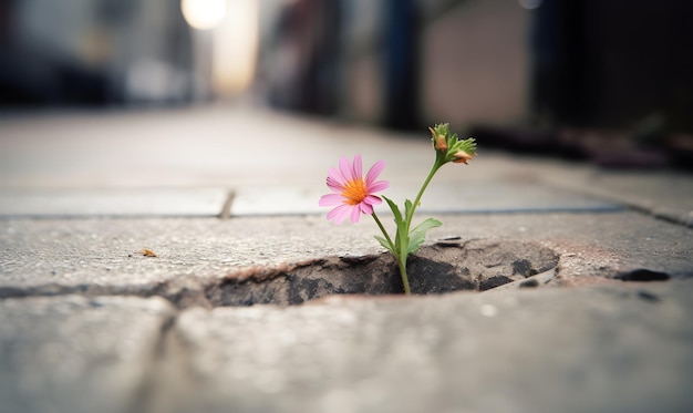 A flower is growing through a crack in a sidewalk.