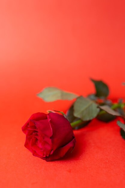 The flower is a red rose with thorns lying on a red background