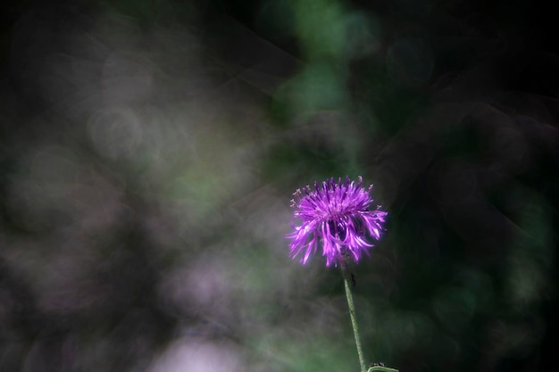 Flower isolated on bubble bokeh