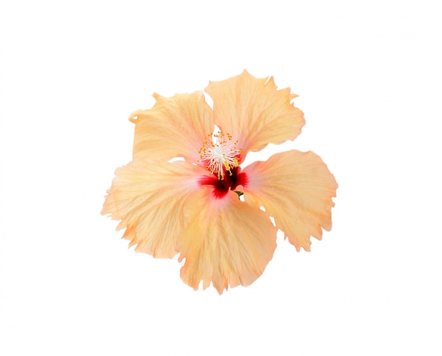 Flower isolated on white space