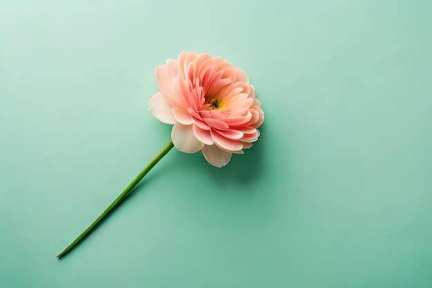 flower isolated