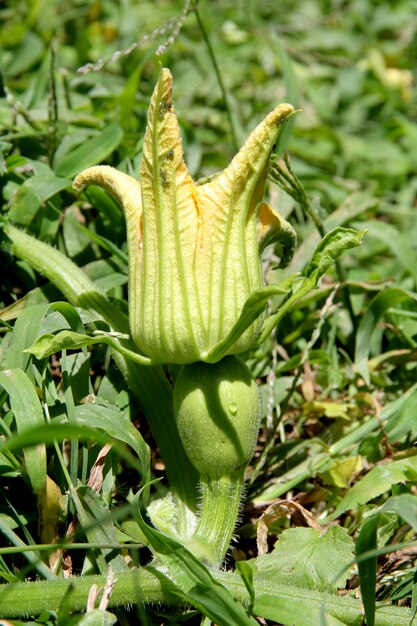 Fiore della zucca kabutia nel giardino biologico