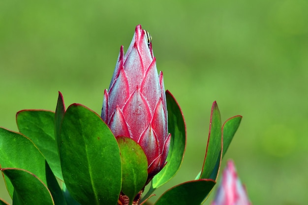 왕 프로테아의 꽃 프로테아 시나로이데스 (Protea cynaroides) 는 아직 열리지 않고 초록색 바탕을 가지고 있습니다.