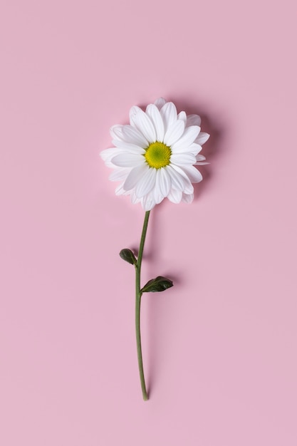 Flower of a large autumn Levcantemella chamomile on a pink background.