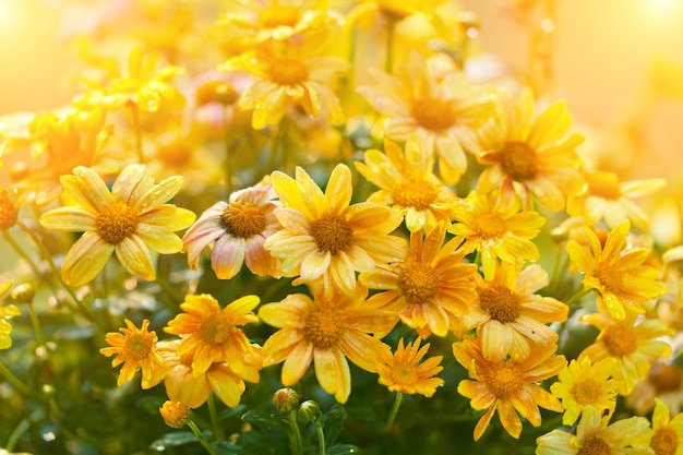 Flower lawn in the garden