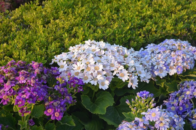 Sfondo di foglie di fiori