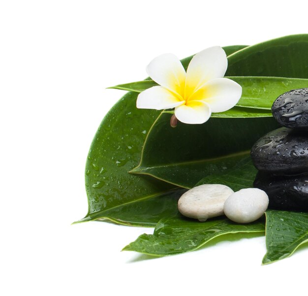 Flower leaves and stones for massage therapy