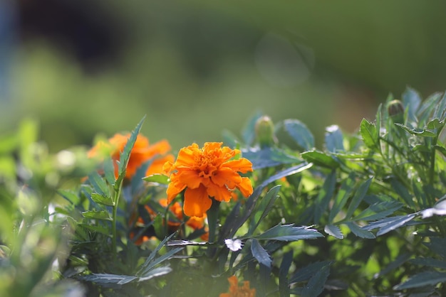 Flower light from the sun in the field