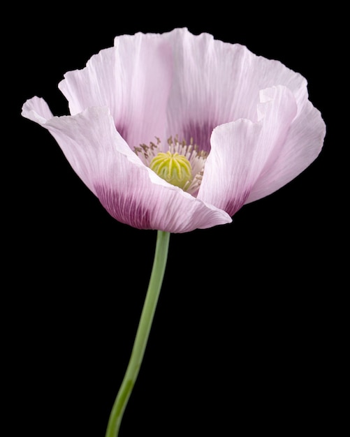 Photo flower of light purple poppy isolated on black background