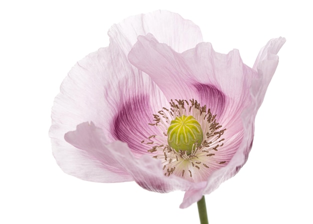 Flower of light purple poppy isolated on white background