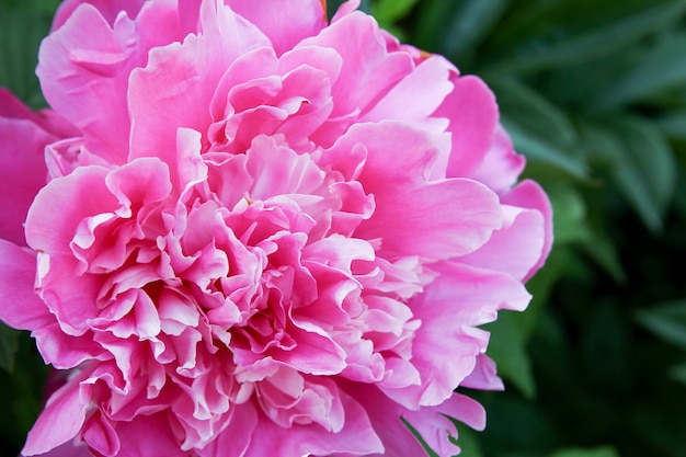 Flower lilac peony gardening sprink