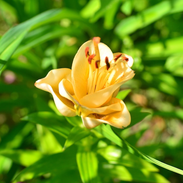 Цветочная лилия Apricot Fudge напоминает розу в саду