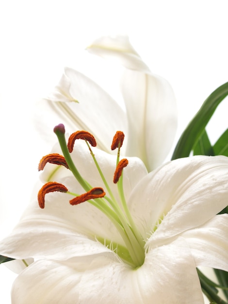 Flower lily isolated on white