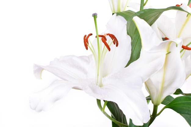 Flower lily