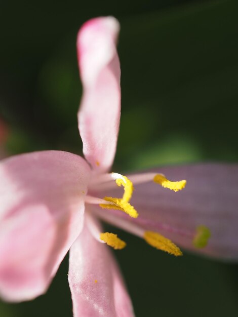 flower of Lonicera xylosteum