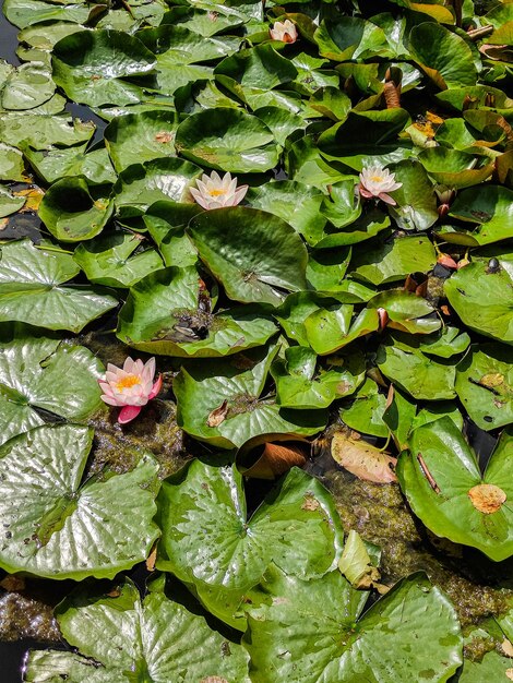 사진 호수 배경 녹색에 꽃 연꽃