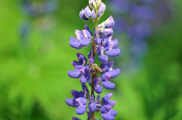 写真 花のルパンと蜂、蜜を集める。