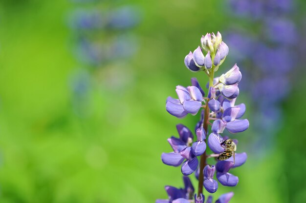 花のルパンと蜂、蜜を集める。