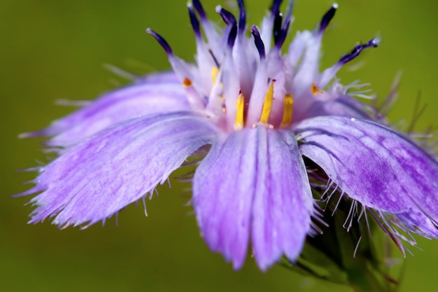 flower macro 12