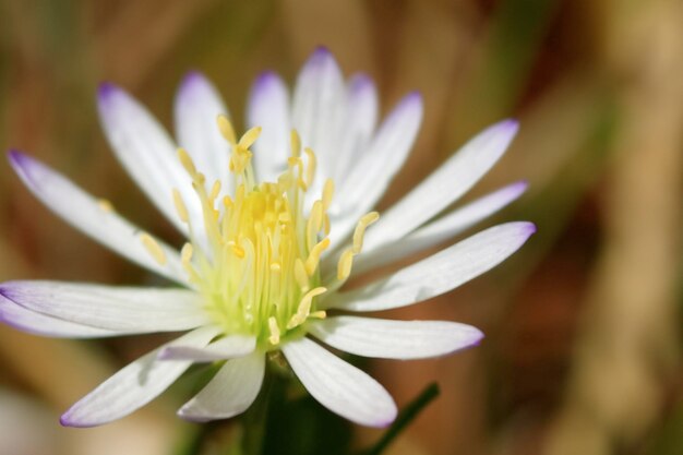 flower macro 14