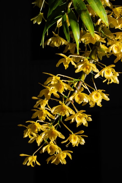 Flower macro yellow orchid