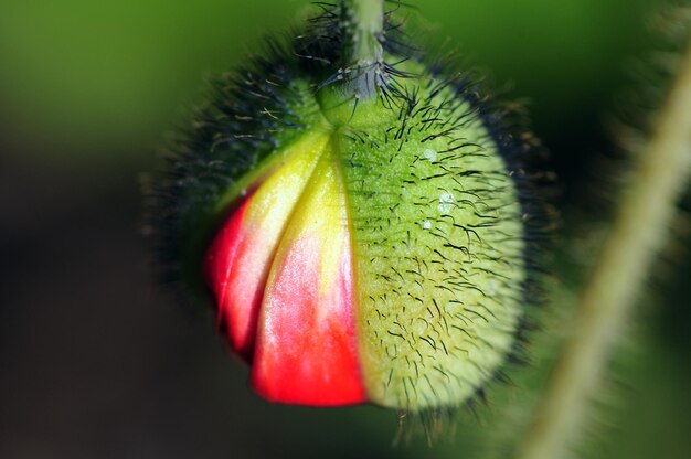 Photo flower macro