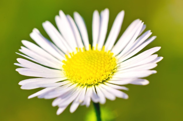 Flower macro