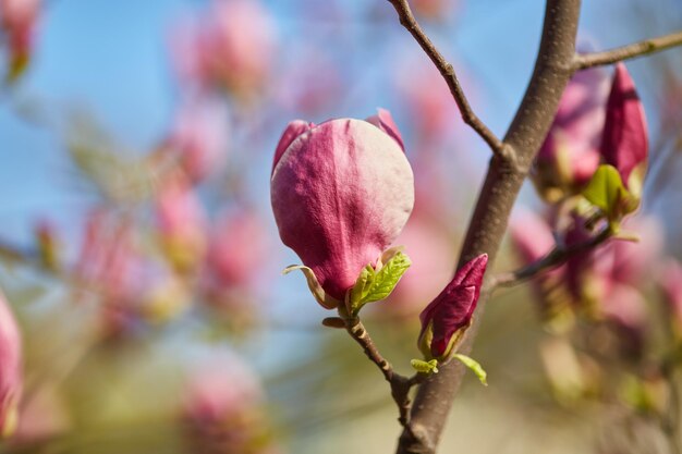 Photo flower magnolia flowering against a background of flowers