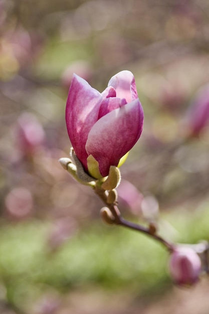 Flower Magnolia flowering against a background of flowers