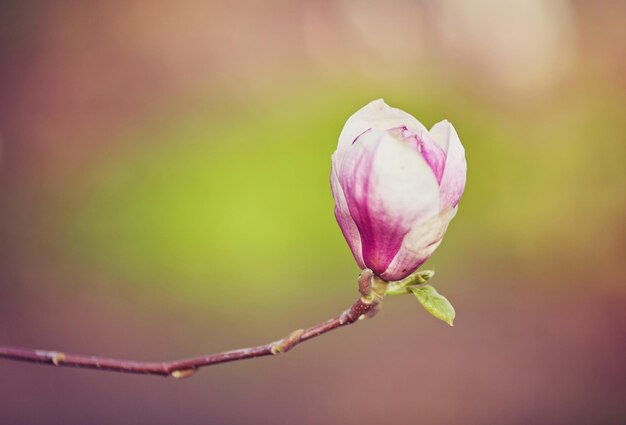 Foto magnolia del fiore che fiorisce contro una priorità bassa dei fiori