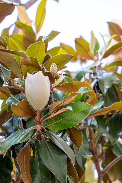 Flower of the magnolia grandiflora the southern magnolia