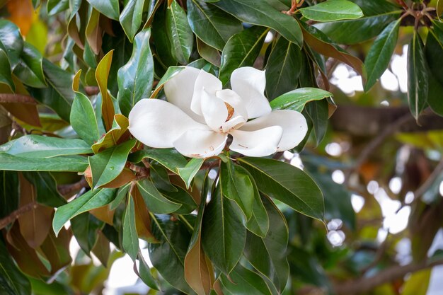 Photo flower of the magnolia grandiflora the southern magnolia