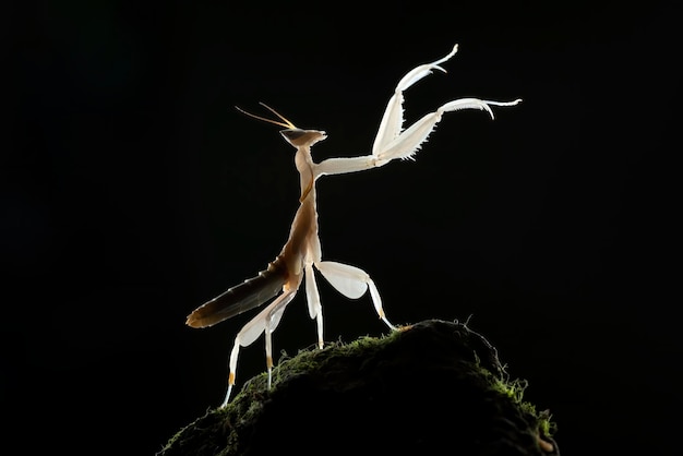 暗い背景の花カマキリ