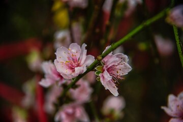 Chợ hoa là nơi tuyệt vời để khám phá vẻ đẹp của những bông hoa đầy màu sắc. Các quầy hàng tràn ngập hoa hồng, hoa cúc và hoa lan tinh tế sẽ khiến bạn cảm thấy như đang đứng trong một vườn hoa thật sự. Hãy để cho mùi hương của hoa lan tỏa khắp chợ hoa và lan tỏa khắp nơi.