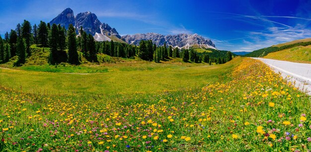 Photo flower meadow in the alps