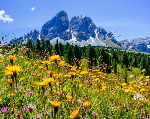 Flower meadow in the Alps