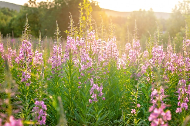 Photo flower meadow. blooming sally. sunset.