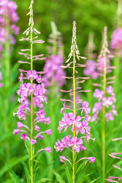 Photo flower meadow. blooming sally.