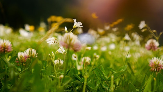 Flower meadow blurred spring background bright colors summer mood