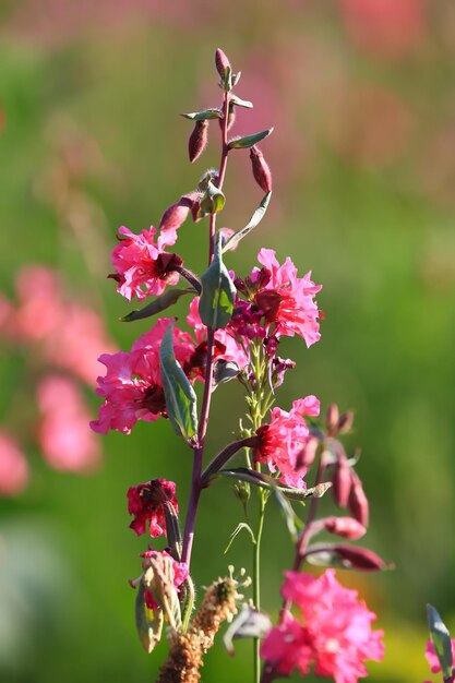 Foto un prato di fiori con vari fiori selvatici