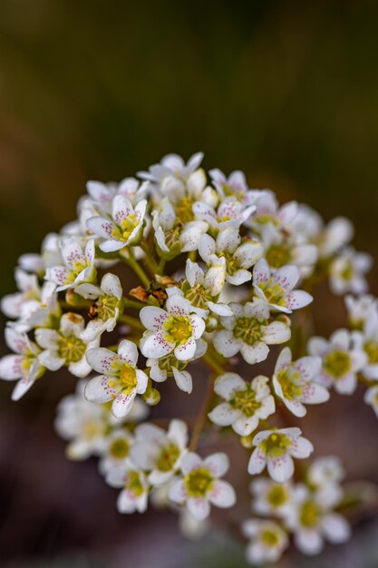 Foto fiore nel prato